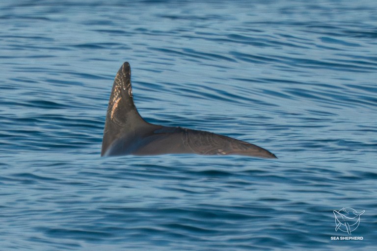 Al mamífero marino más pequeño del mundo solo le quedan 10 ejemplares, ¿qué pasó?