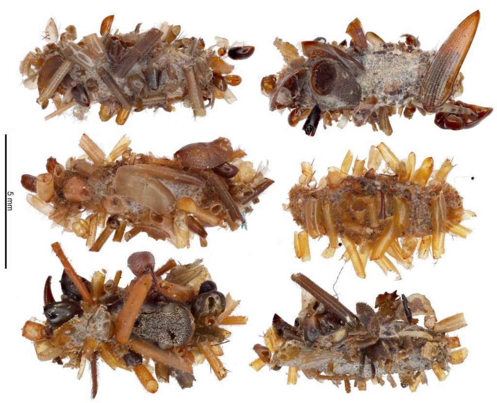 El equipo de tres científicos de la universidad hawaiana que describe en la revista Science a la nueva especie de oruga depredadora, la han descubierto en telarañas de los huecos de árboles y grietas de roca.