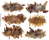 Descubren especie de oruga que utiliza los restos de sus presas como disfraz