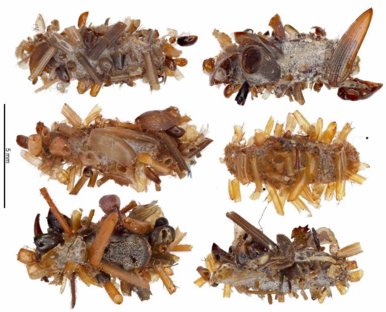 Descubren especie de oruga que utiliza los restos de sus presas como disfraz