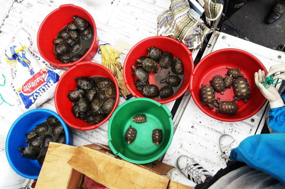 Dentro de animales rescatados se encuentra una Boa Constrictor, 58 tortugas Hicoteas y 10 tortugasMorrocoy, y se presume que habían sido traídos desde el departamento de Bolívar en la Costa Atlántica colombiana, para ser comercializados ilegalmente en Bogotá.