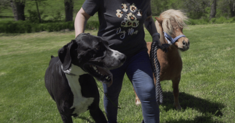Murió Kevin, el perro más alto del mundo: ¿qué le pasó?