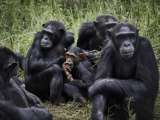 Cuidar amigos: la estrategia de supervivencia que aplican los chimpancés