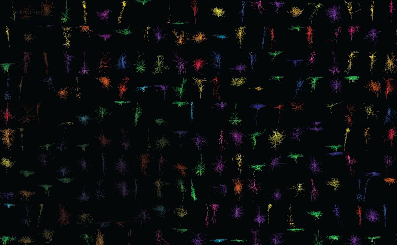 Representaciones tridimensionales de neuronas reconstruidas a partir de cortes de cerebro vivo.