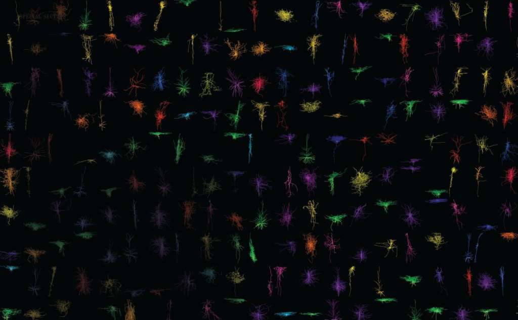 Representaciones tridimensionales de neuronas reconstruidas a partir de cortes de cerebro vivo.