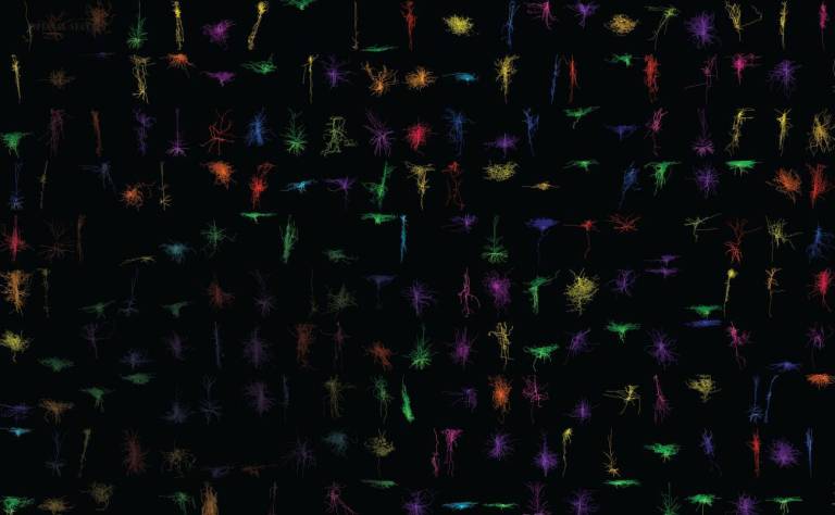 Crean el mapa más completo de células cerebrales