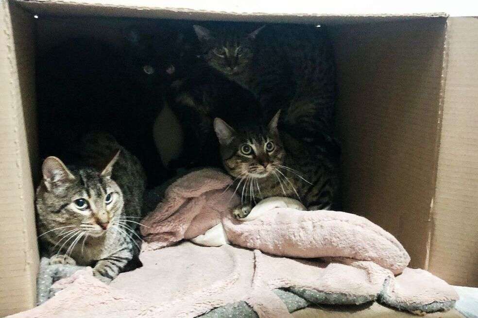 El reporte sobre el abandono se había hecho dos semanas atrás.