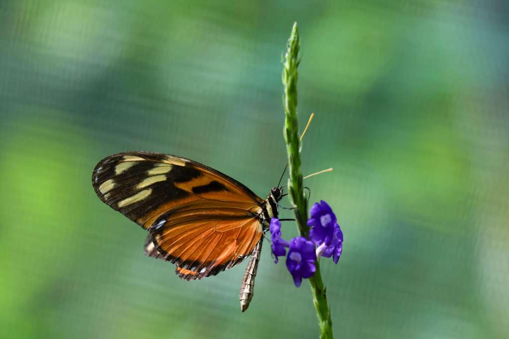 ACOMPAÑA CRÓNICA: COSTA RICA NATURALEZA AME2815. QUEPOS (COSTA RICA), 26/09/2025.-Fotografía del 06 de septiembre 2025 que muestra una mariposa Heliconius ismenius en Quepos (Costa Rica). Costa Rica alberga a miles de especies de mariposas, consideradas como las "jardineras del planeta", y aunque su estudio científico es apenas incipiente en América Latina, se conoce que su presencia es un indicador de ecosistemas saludables y que juegan un papel importante en diversos ámbitos de la vida humana, desde las exportaciones hasta la moda. EFE/Jeffrey Arguedas
