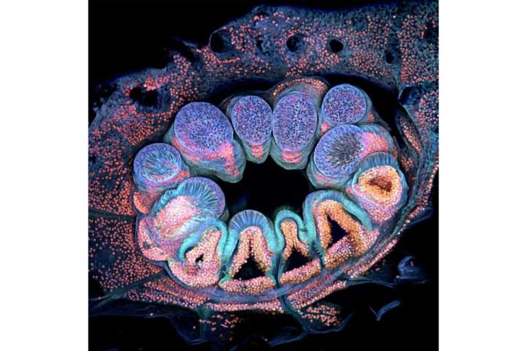 Autofluorescencia de un solo pólipo de coral (aprox. 1 mm)