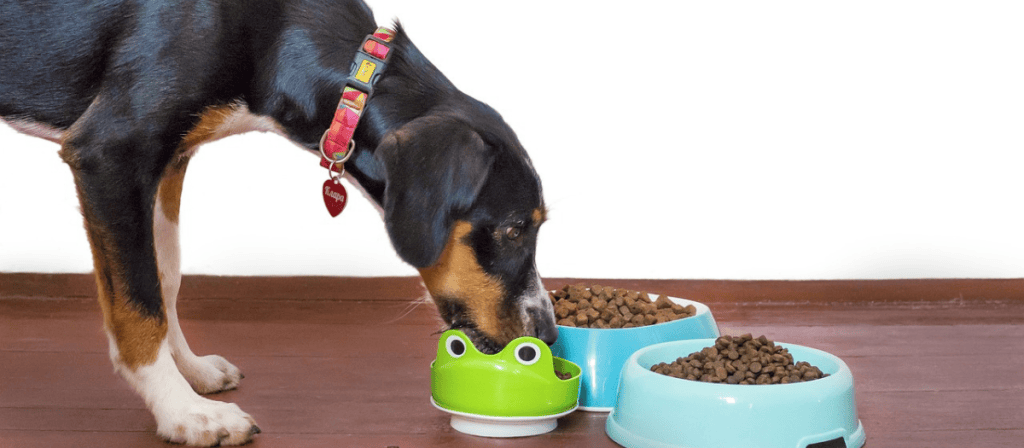 ¿Qué pasa si se le das arroz a un perro?
