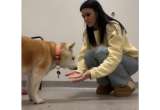 Encuentro que conmueve: mujer decide acoger un perro mayor en lugar de un cachorro