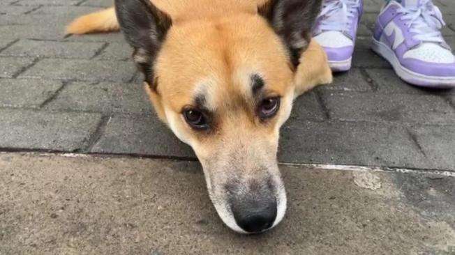 Prófugo se encuentra la persona que aparentemente abusó sexualmente de perro en a localidad de Kennedy.
