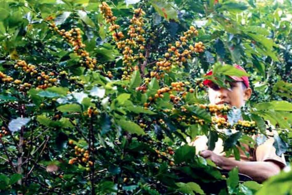 Los cafeteros reiteraron al Gobierno la crítica situación por la que atraviesa la caficultura.