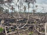 Los campesinos de la Amazonía a los que les talaron sus derechos