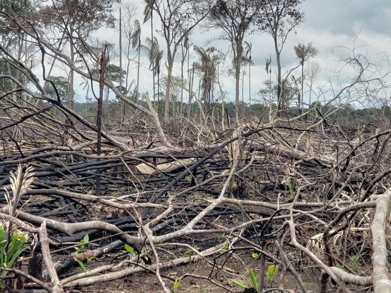 Los campesinos de la Amazonía a los que les talaron sus derechos