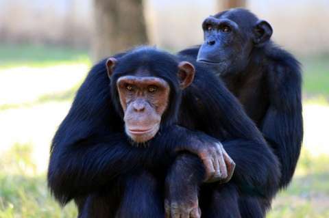 Chimpancés con ébola se curan con una nueva vacuna oral