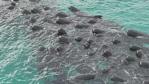 Mueren 51 ballenas piloto que quedaron varadas en las playas de Australia