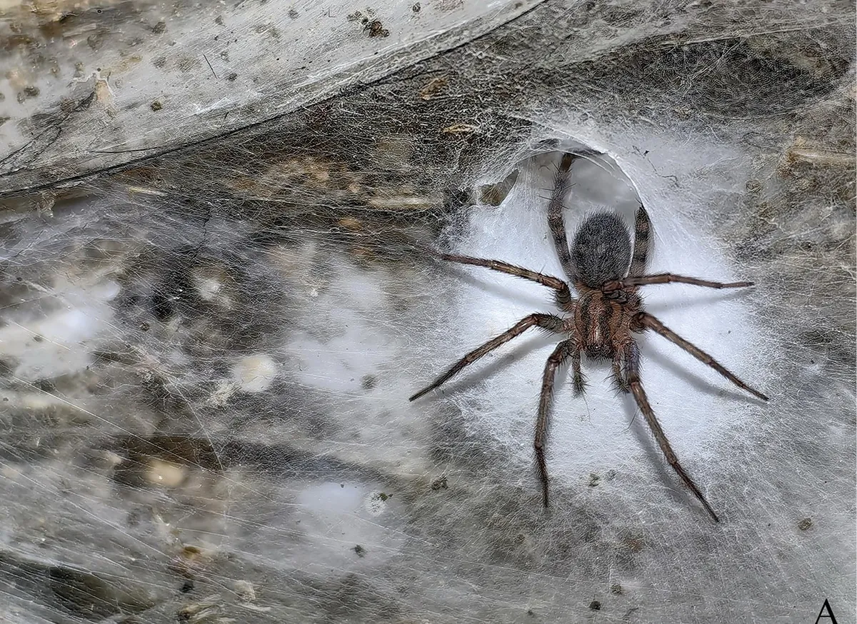 Tegenaria domestica en la Cueva de Azufre.