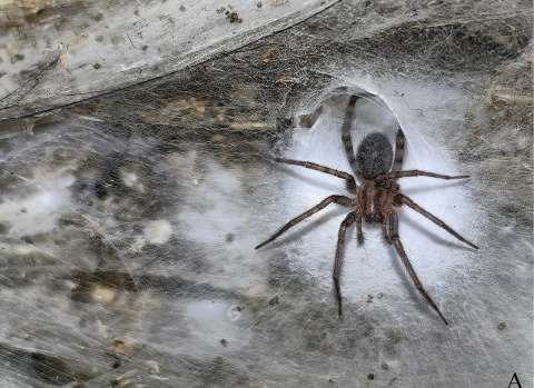 Esta es, hasta el momento, la telaraña más grande del mundo