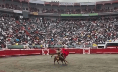 Torero fue corneado en la primera corrida de toros en la Feria de Manizales