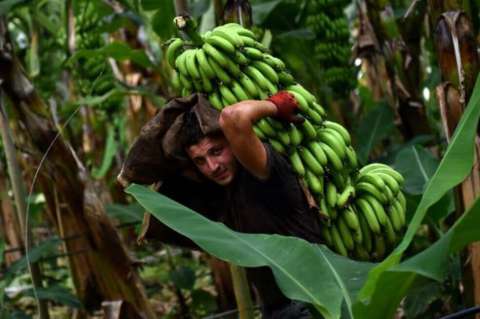 Así operaban los paramilitares en la región bananera del Urabá antioqueño