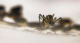 Breve historia del arma que podría acabar con el dengue
