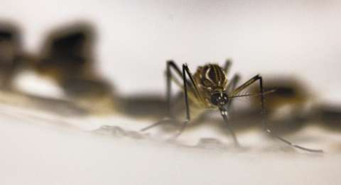 Breve historia del arma que podría acabar con el dengue