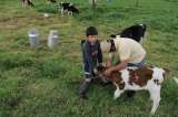 Niños del campo, en riesgo por la ganadería