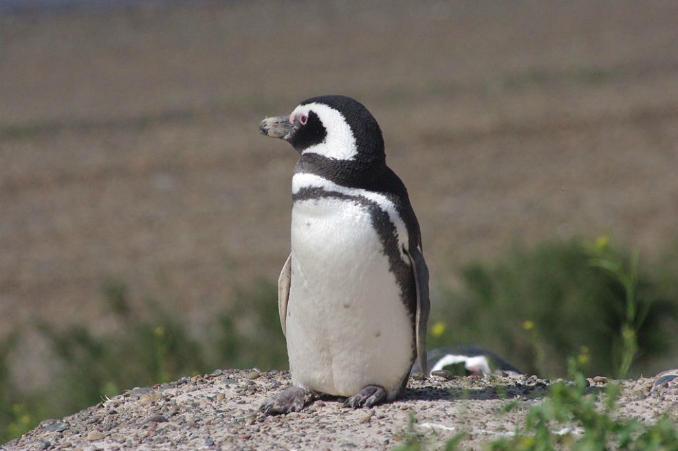 El pingüino fue encontrado en el litoral norte de Sao Paulo.