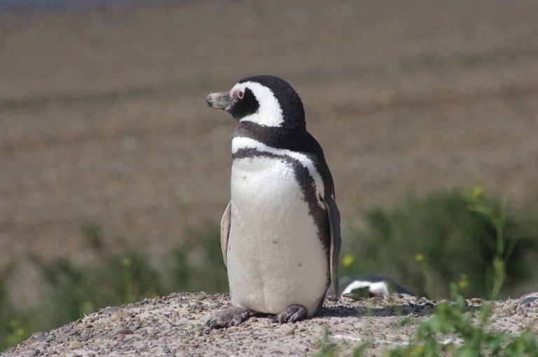 Esta especie de pingüino pone un huevo, lo rechaza y luego pone otro, ¿por qué?