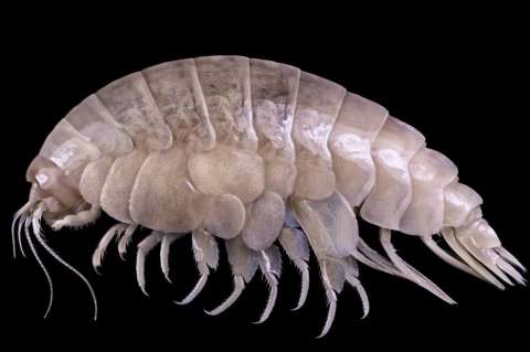 Hallan nueva especie en el fondo del Océano y encuentran plástico en su interior