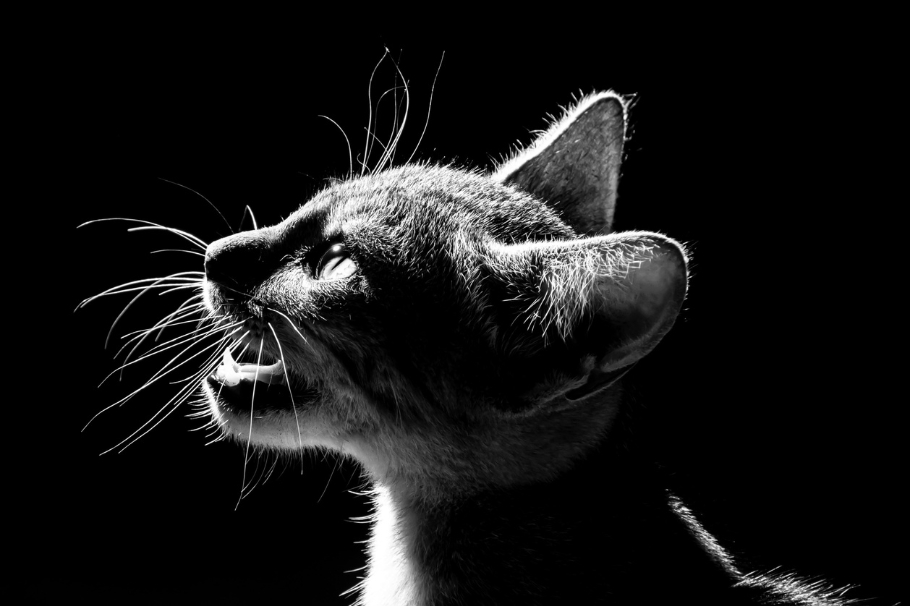 ¿Por qué mi gato maúlla mucho? Estas son algunas razones