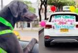 Ciruelo, el perrito que superó el cáncer y abrió una ruta de esperanza para los animales
