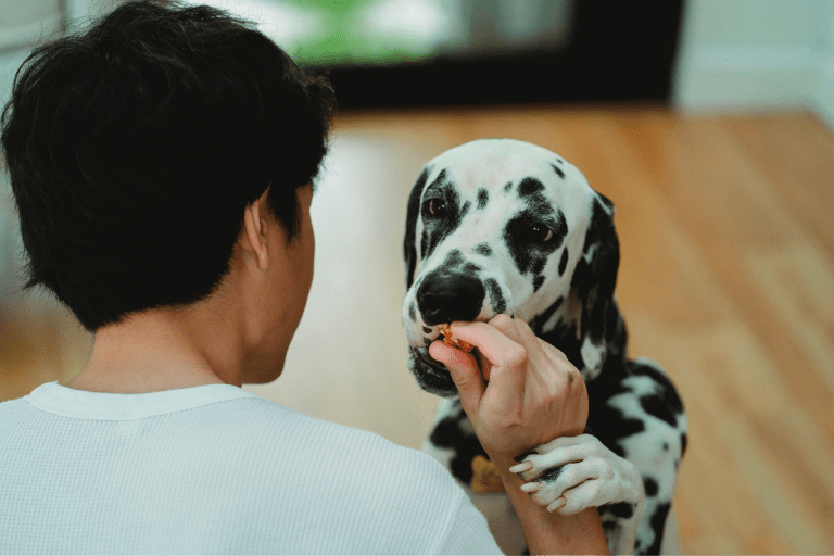 “En Colombia la oferta que tenemos de productos para las mascotas es enorme”: Gabrica