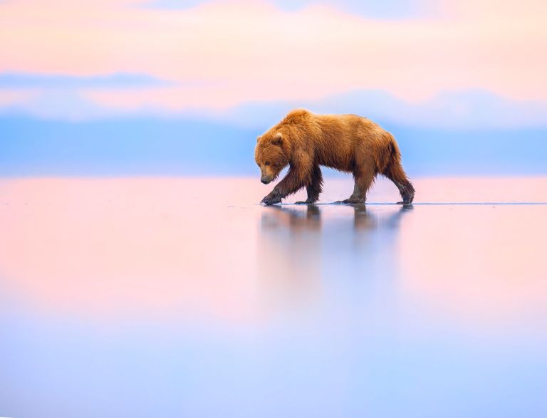 Esta foto, tomada por Torie Hilley en el Parque Nacional del Lago Clark, Alaska, Estados Unidos, fue una de las finalistas en ‘Fauna terrestre’.