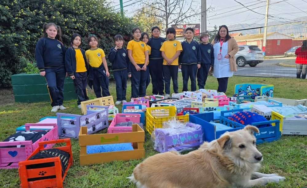 Estudiantes de primaria construyen en clase camas para los perros y gatos de la calle