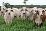 Superpasto contra el cambio climático