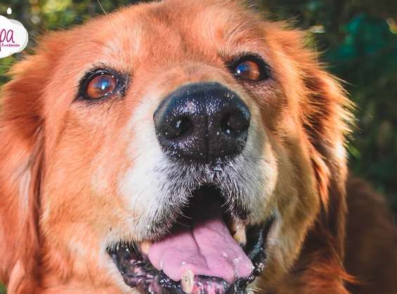 Mona, la perrita que sobrevivió al abandono y espera un hogar en Bogotá