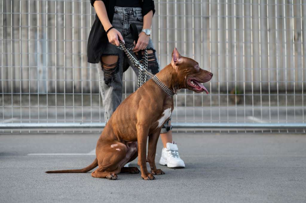 Antes, el robo de un perro era considerado como el hurto de un celular en Reino Unido.