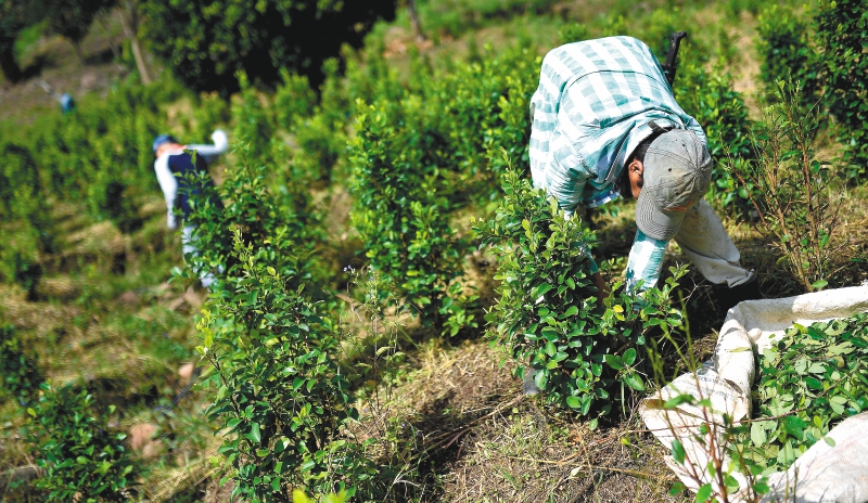 Cultivos de coca en el Cauca
