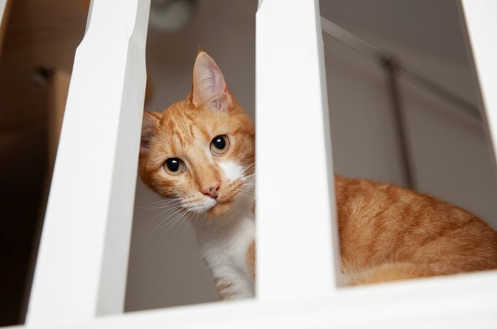 ¿Cuánto tarda un gato en olvidarse de su dueño?