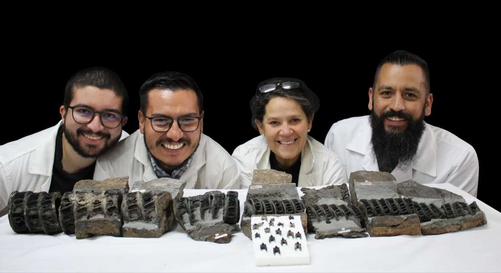José A. Narváez-Rincón, Cristian D. Benavides-Cabra, María E. Páramo-Fonseca y Daniel E. Pomar con las vértebras del tiburón hallado en Villa de Leyva. / Cortesía SGC