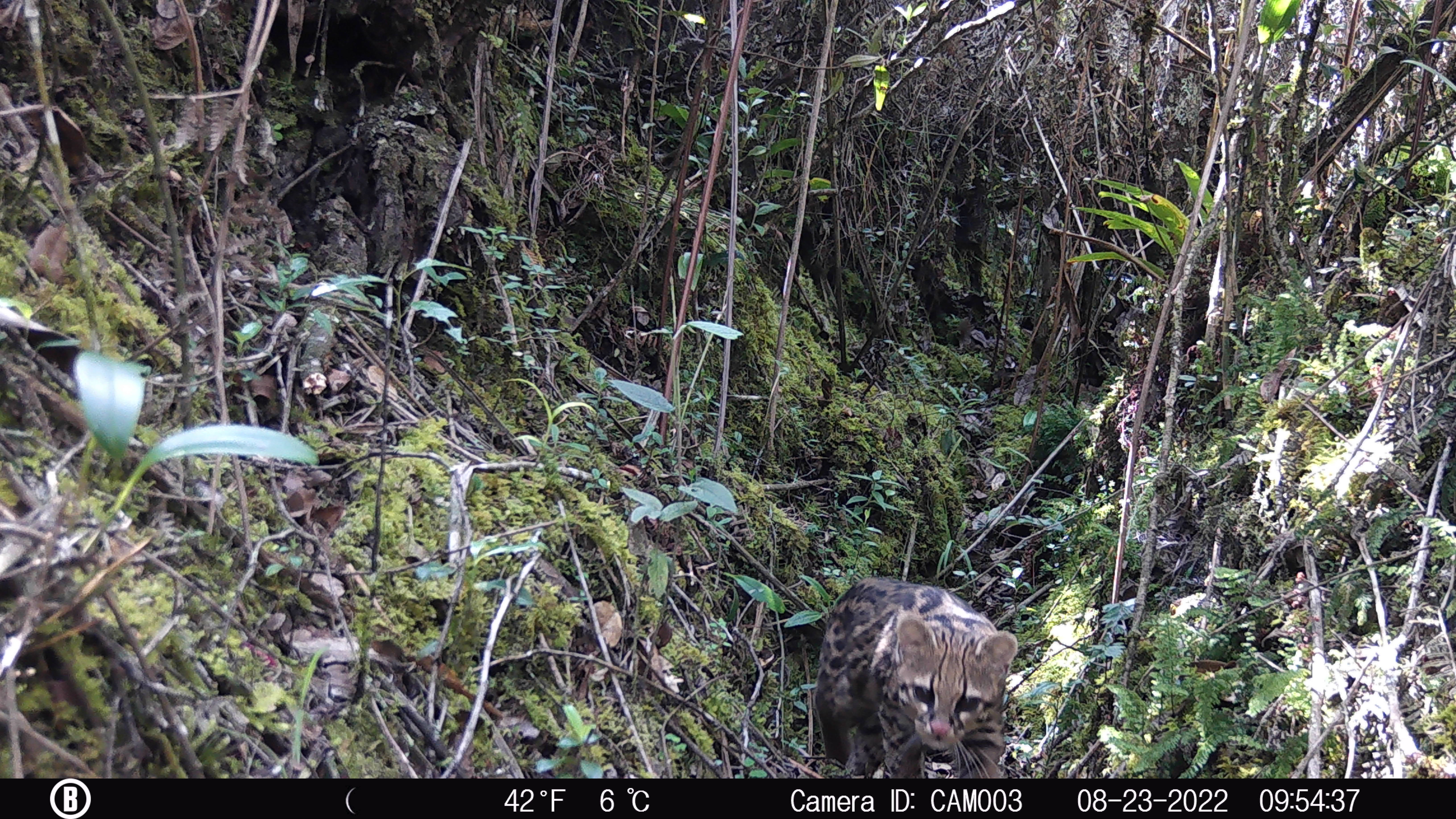 El Felino Lanudo de los Andes fue redescrito taxonómicamente como una especie nueva, lo que obliga a un blindaje de conservación estricto.