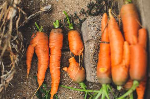 ¿Qué parte de la planta solemos comer cuando comemos zanahoria? No es el fruto