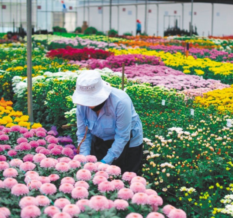 Las flores colombianas buscan su lugar en la reapertura del mundo