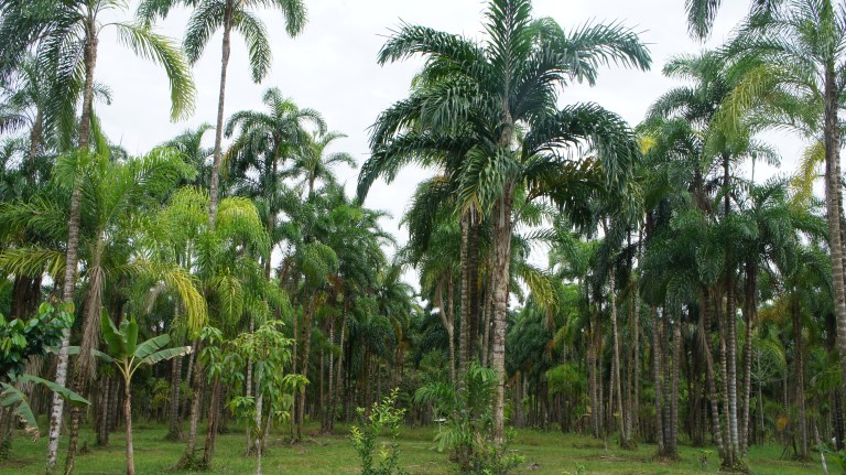 Sueños de a açaí y chontaduro en Putumayo