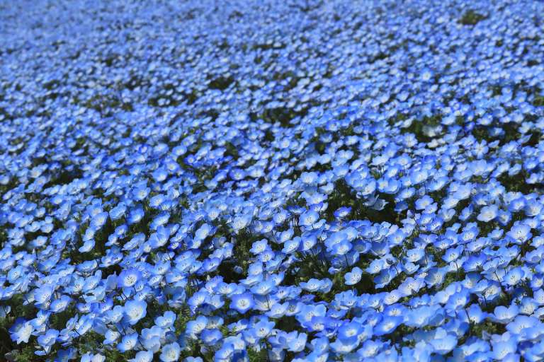 Durante la primavera en Japón, las colinas del Hitachi Seaside Park se cubren con millones de flores de nemophila, también conocidas como “baby blue eyes”, creando un impresionante tapiz azul que parece fundirse con el cielo y el horizonte del mar. Estas pequeñas plantas, que apenas alcanzan los 20 centímetros de altura, florecen especialmente entre mediados y finales de abril, ofreciendo un espectáculo visual único en el que desaparecen los límites entre la tierra y el cielo y que, por su belleza efímera, atrae cada año a miles de visitantes.