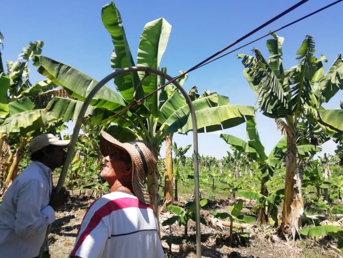 La comunidad de Las Franciscas está integrada por 56 familias campesinas. De ellas, 48 ya lograron sentencia de restitución; las demás están esperando que su caso sea fallado. Foto tomada del documental Volver a nuestras tierras, un derecho inaplazable de la CCJ