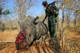 Sudáfrica abre el primer orfanato para rinocerontes