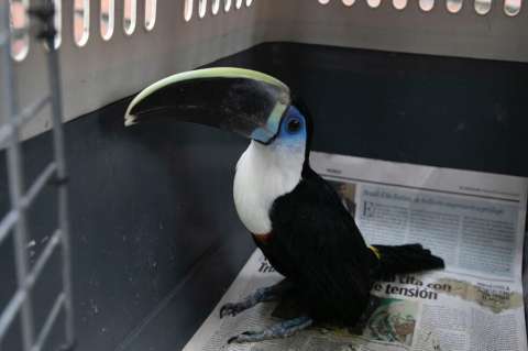 Incautan siete aves silvestres que tenían como mascotas en medio de la cuarentena en Bogotá